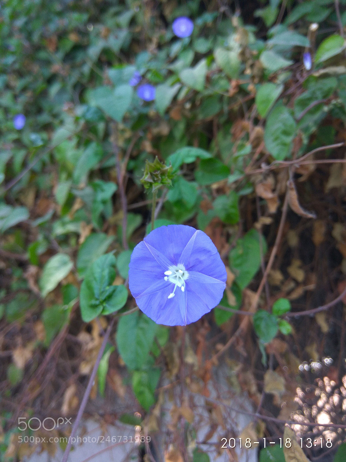 Xiaomi Redmi Note3 sample photo. Flower photography