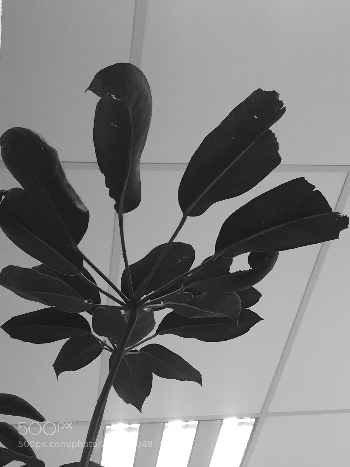 Apple iPhone 6 sample photo. Office life photography