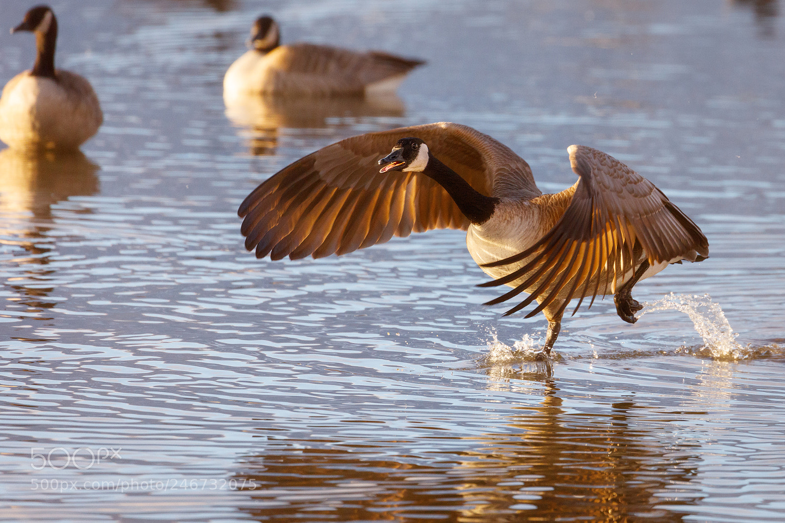 Canon EOS 5DS R sample photo. Canada goose photography