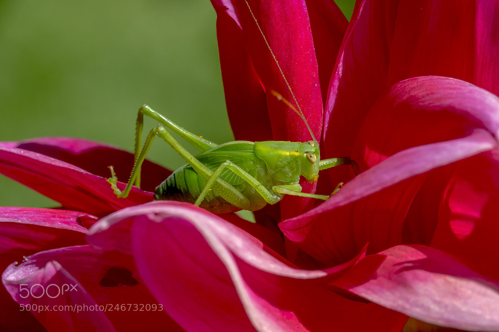 Canon EOS 7D Mark II sample photo. Katydid photography