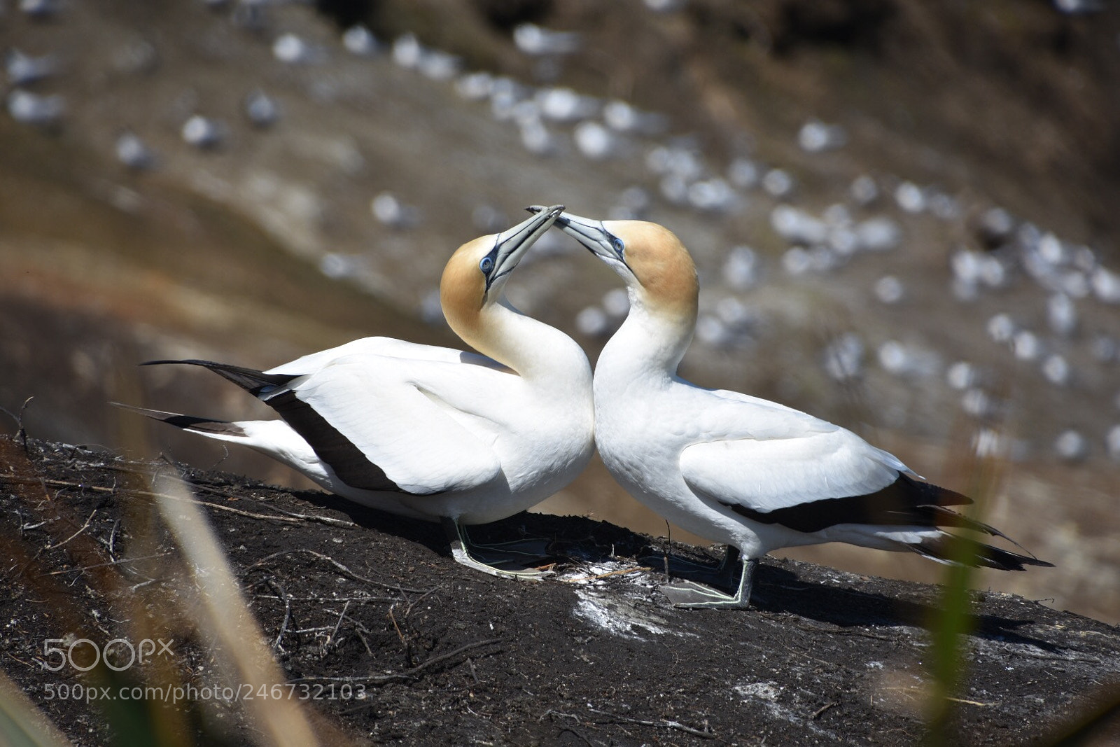 Nikon D7200 sample photo. Love birds photography