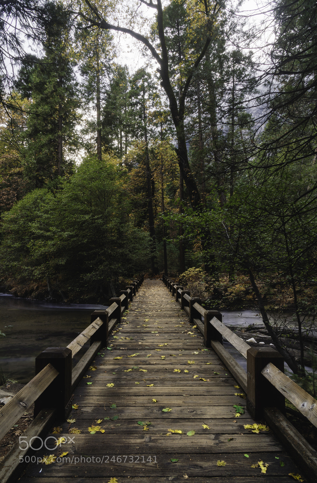 Sony a6300 sample photo. Dusting of fallen color photography