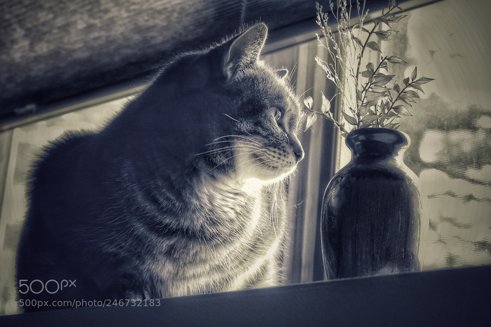 Nikon D3400 sample photo. Cat in window photography
