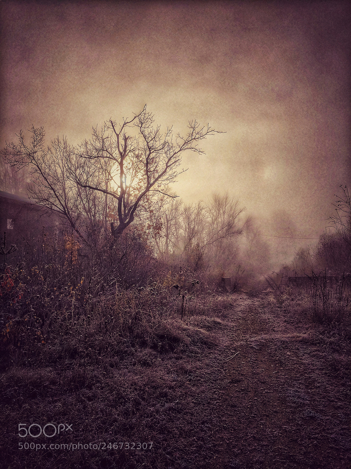 Google Pixel sample photo. Foggy morning photography