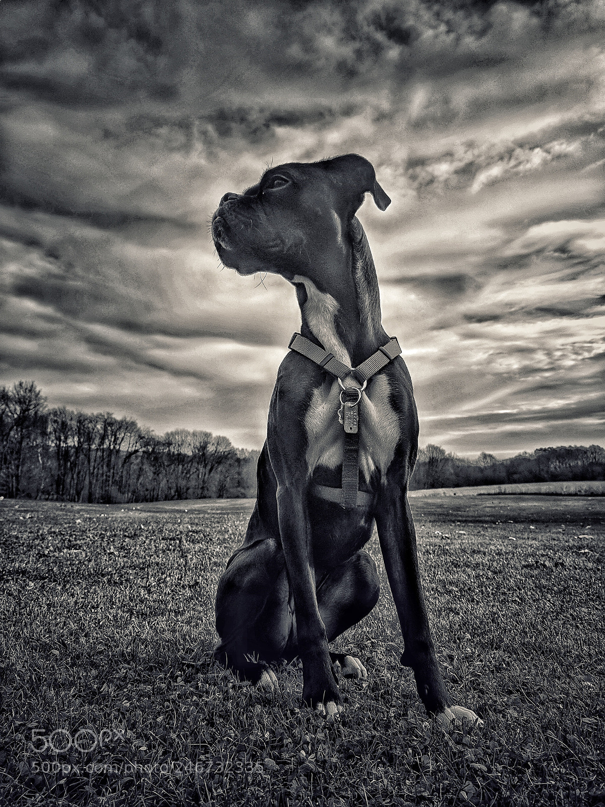 Google Pixel sample photo. Boxer black and white photography