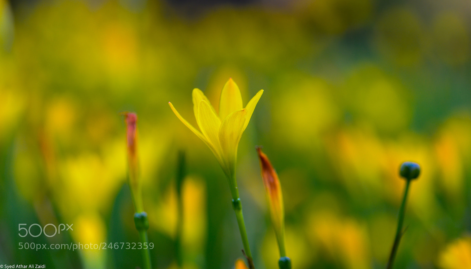 Nikon D800E sample photo. Yellow photography