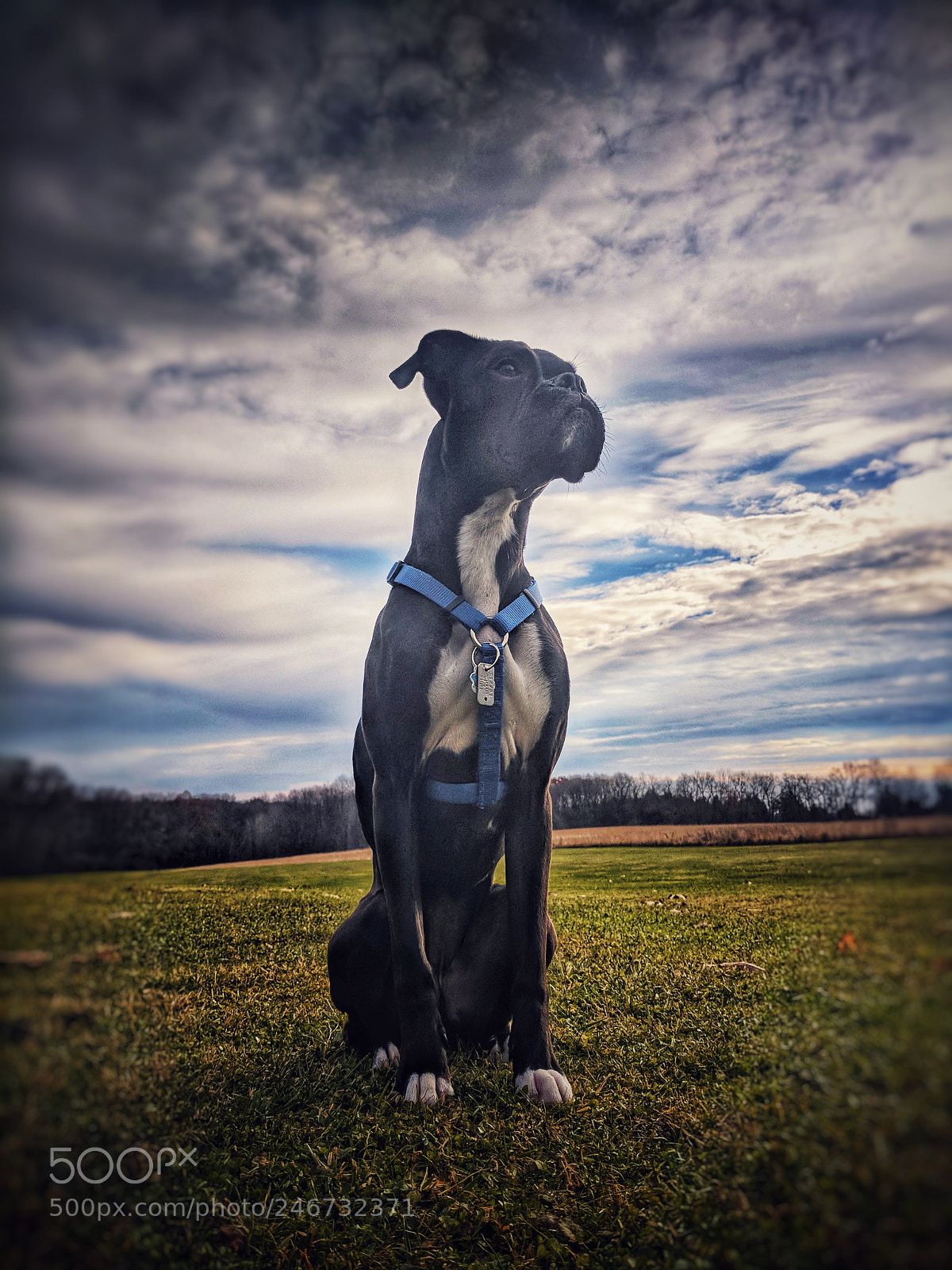 Google Pixel sample photo. Boxer photography