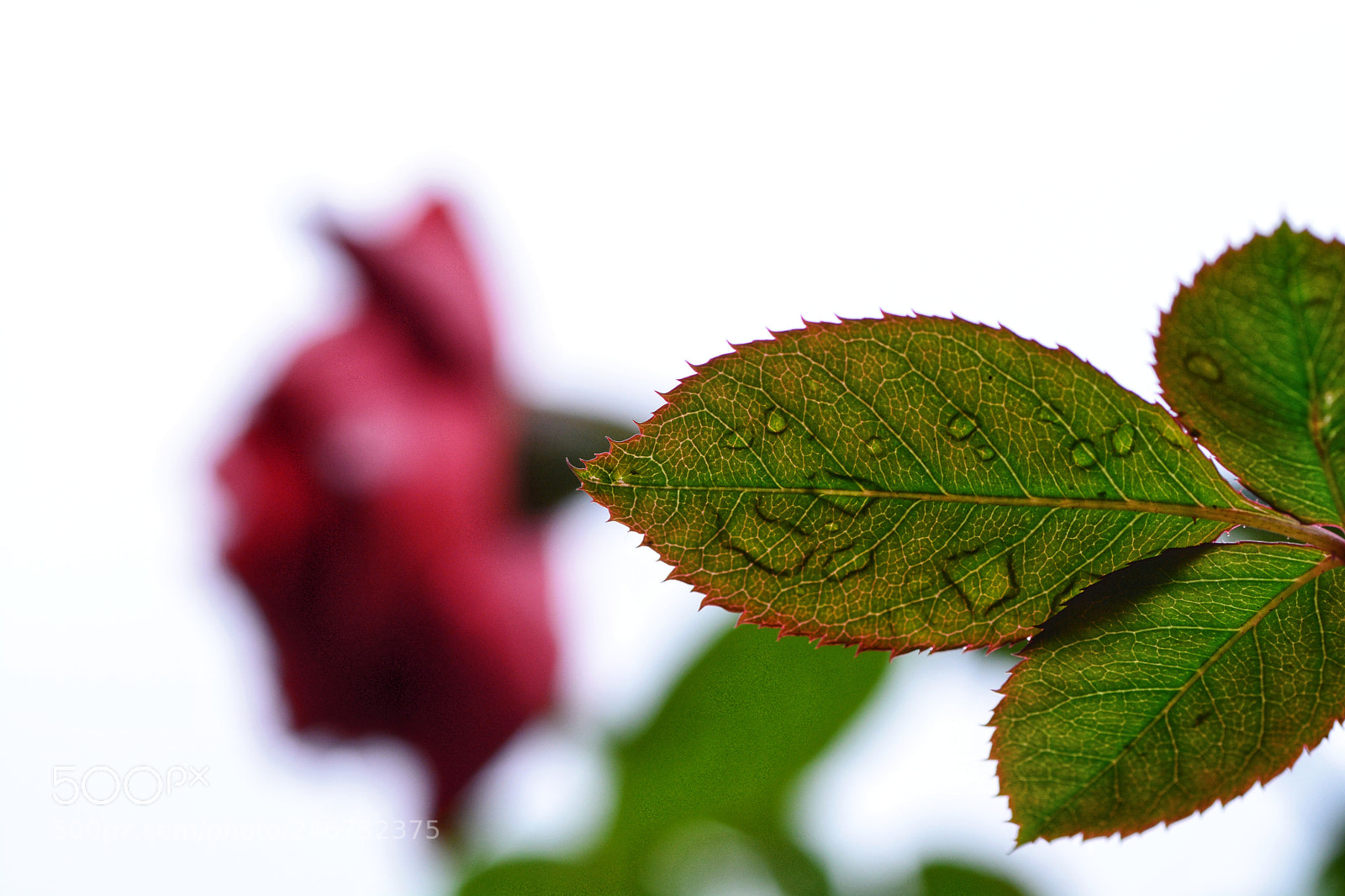 Nikon D7100 sample photo. Untitled photography