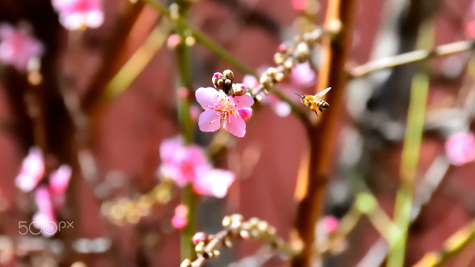 Nikon D5200 sample photo. Peach and bee photography