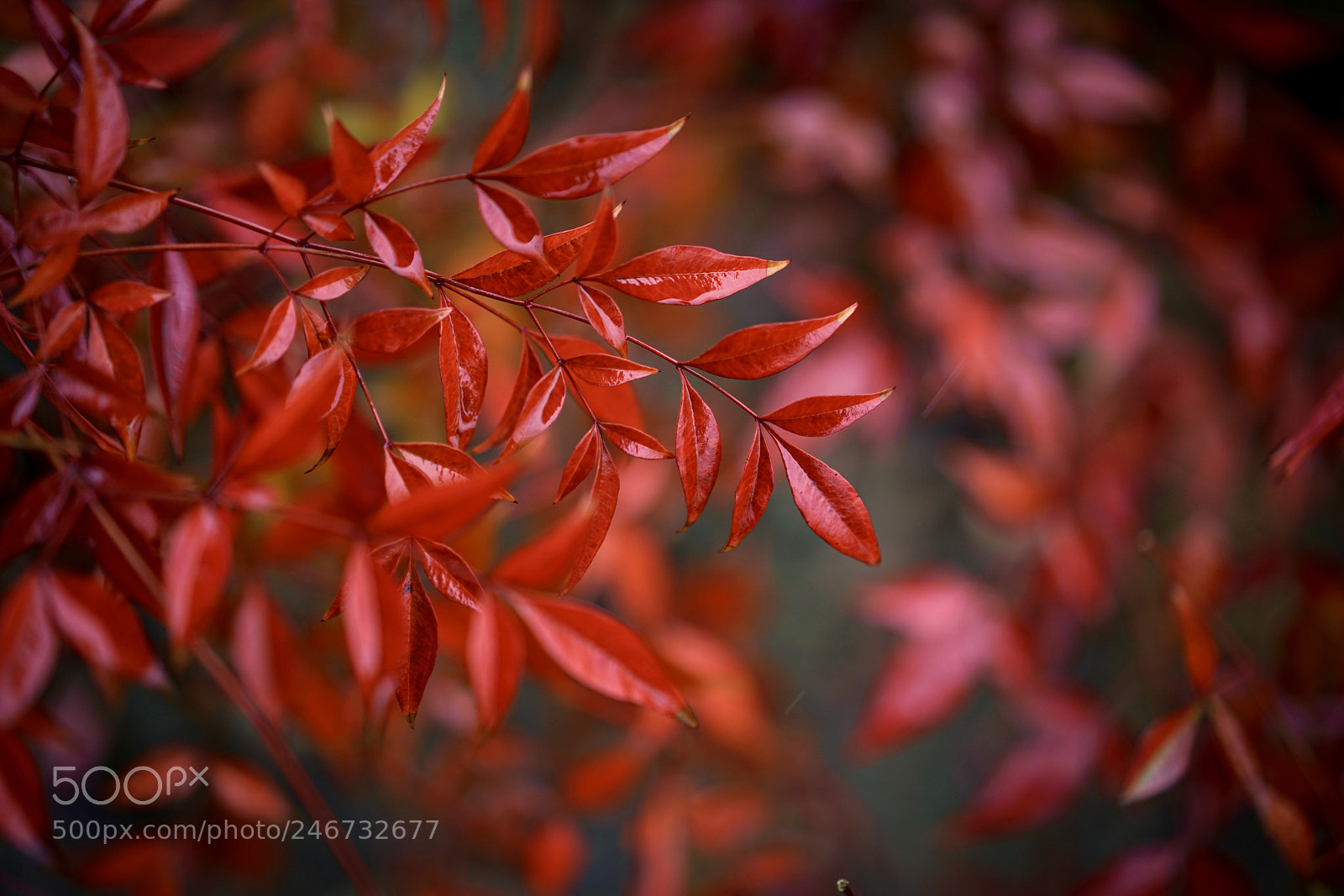 Sony a7R II sample photo. R photography
