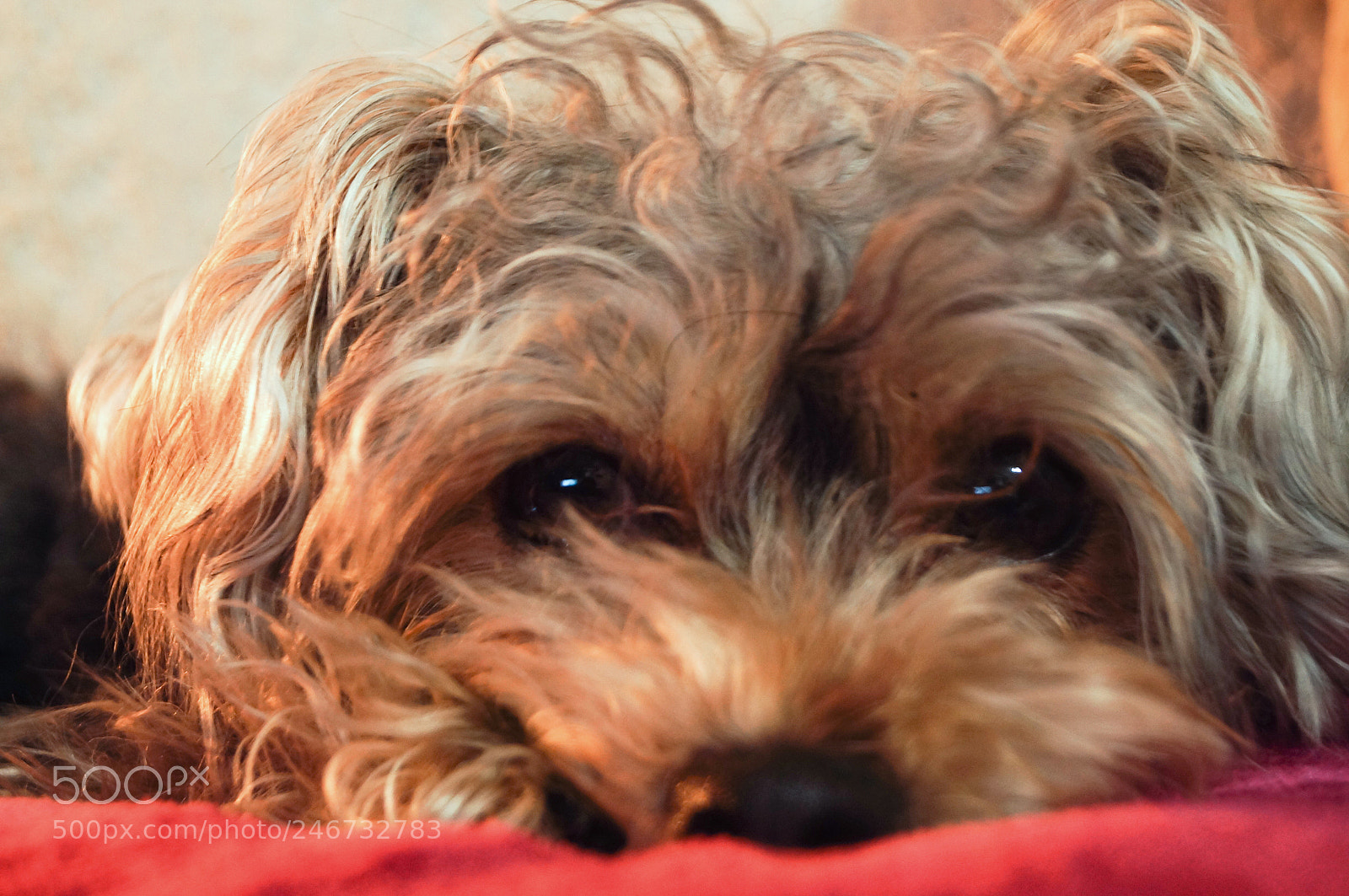Sony SLT-A37 sample photo. Lovely nacho photography