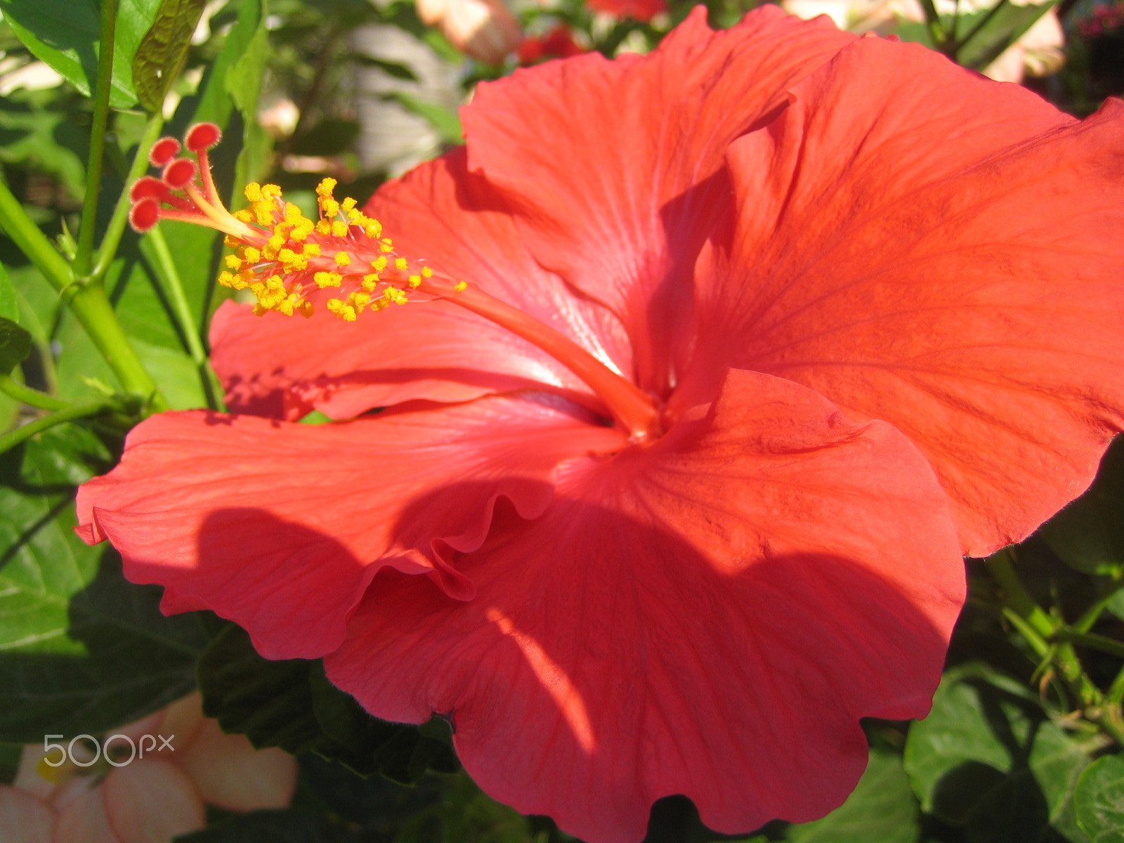 Canon POWERSHOT SD300 sample photo. Hibiscus photography