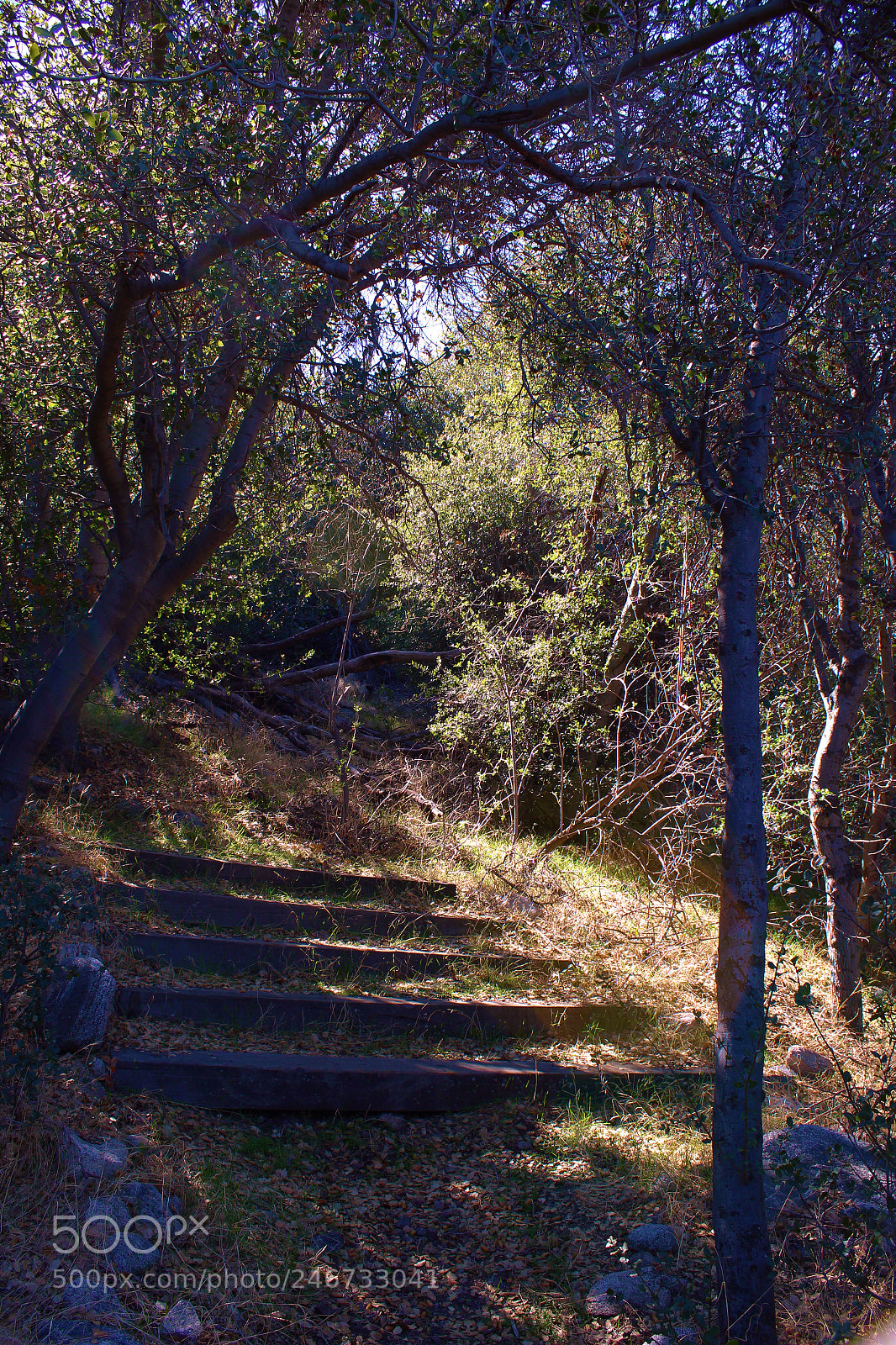 Canon EOS 1300D (EOS Rebel T6 / EOS Kiss X80) sample photo. Forest steps photography