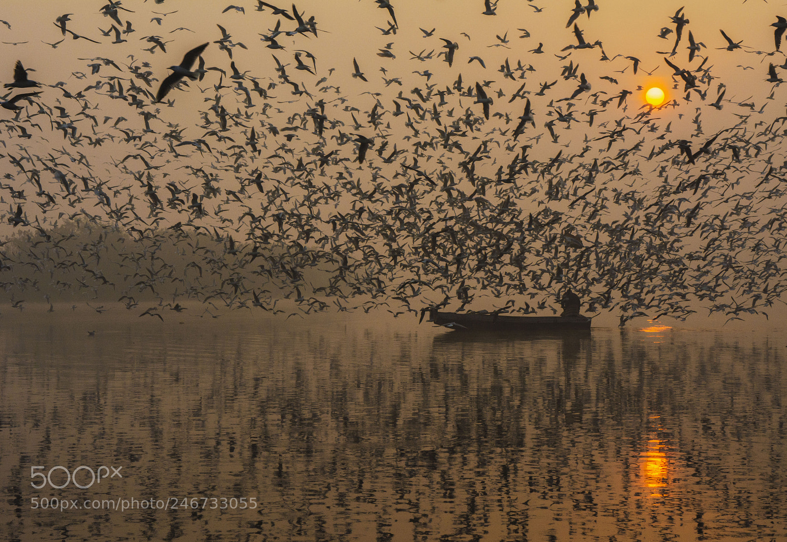 Nikon D5200 sample photo. Birds photography