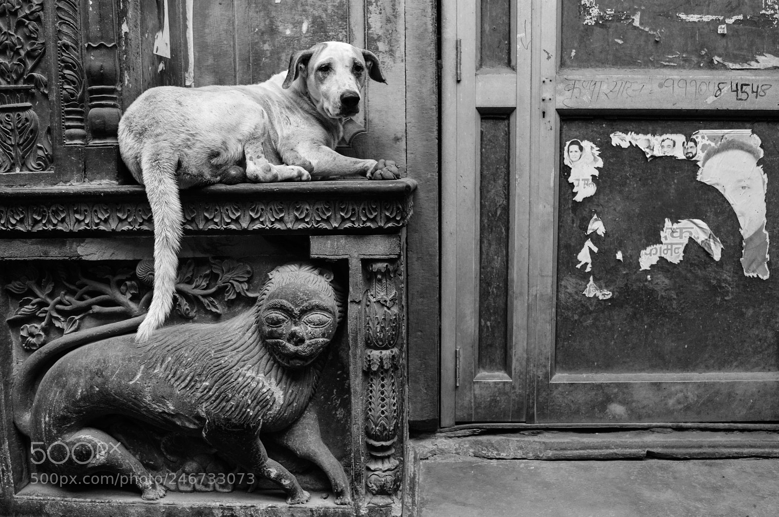 Nikon D5200 sample photo. Dogs photography