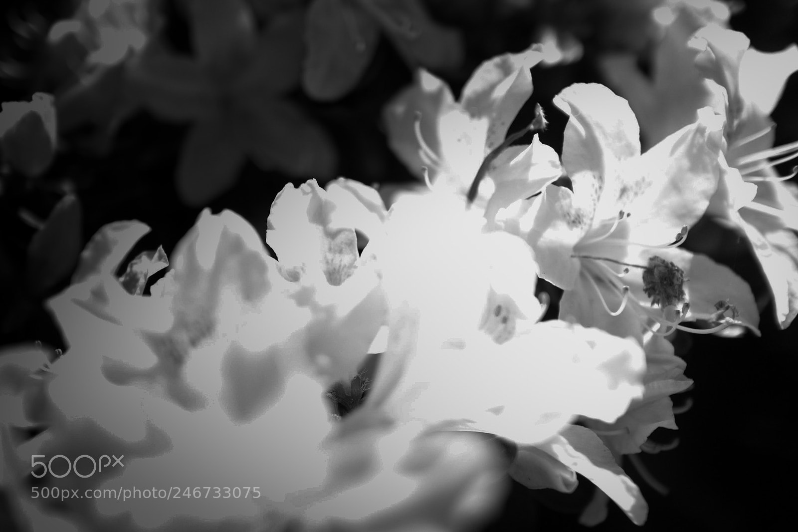 Canon EOS M sample photo. Faded flowers photography