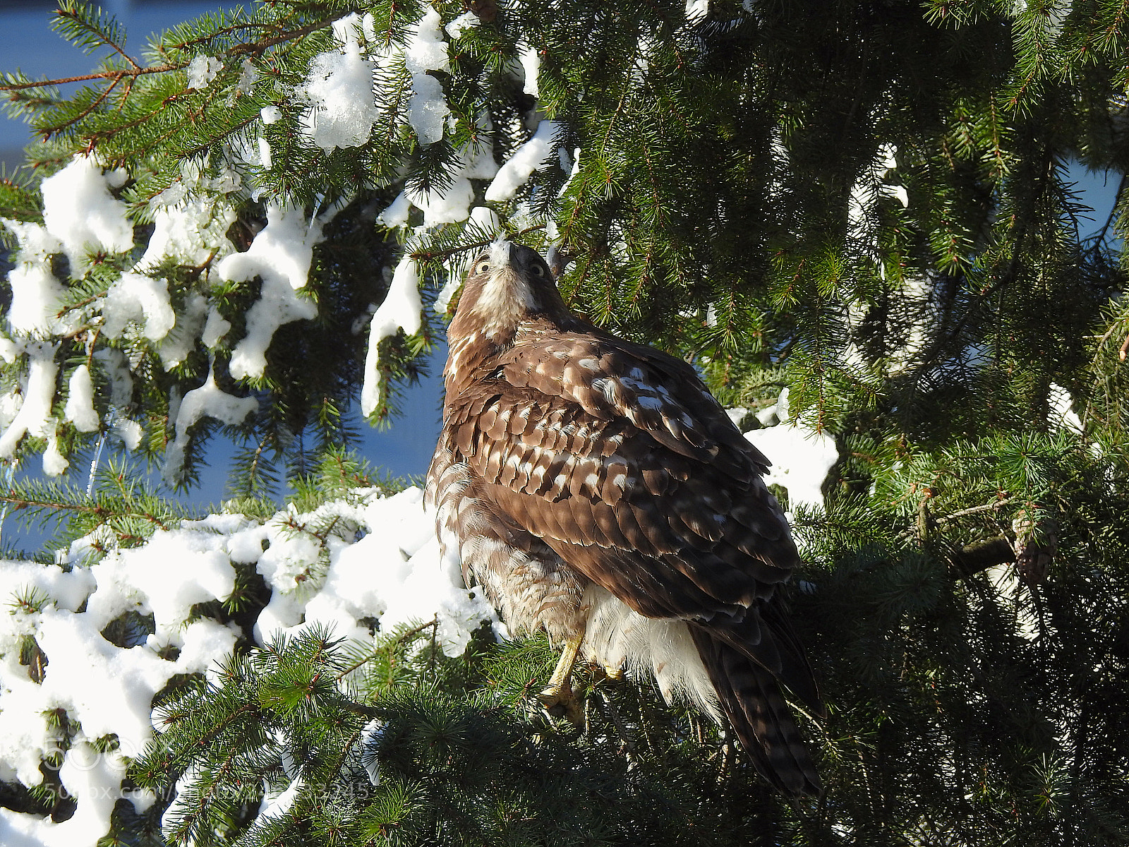 Nikon Coolpix P900 sample photo. Red-tailed photography