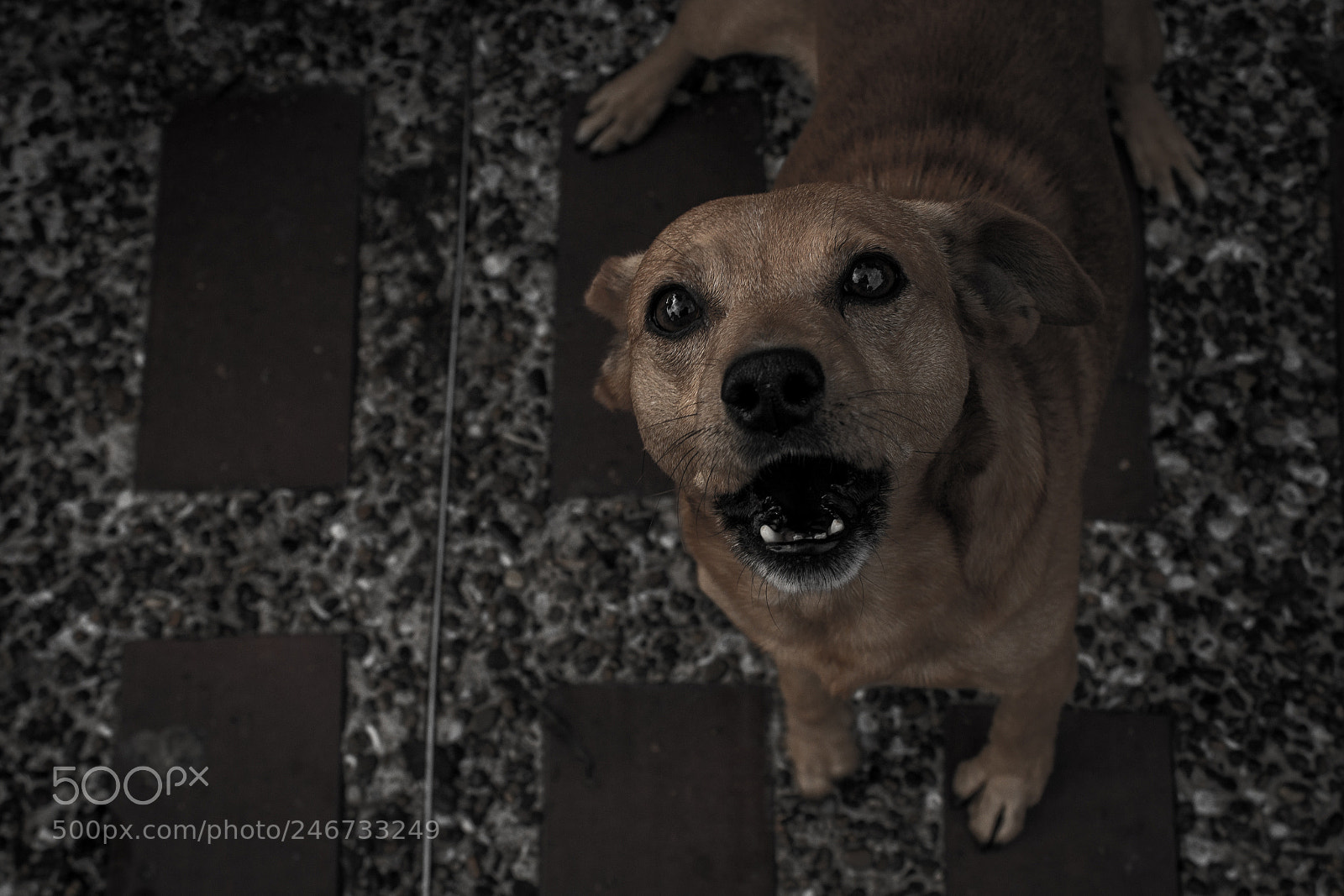 Canon EOS 600D (Rebel EOS T3i / EOS Kiss X5) sample photo. Dog photography