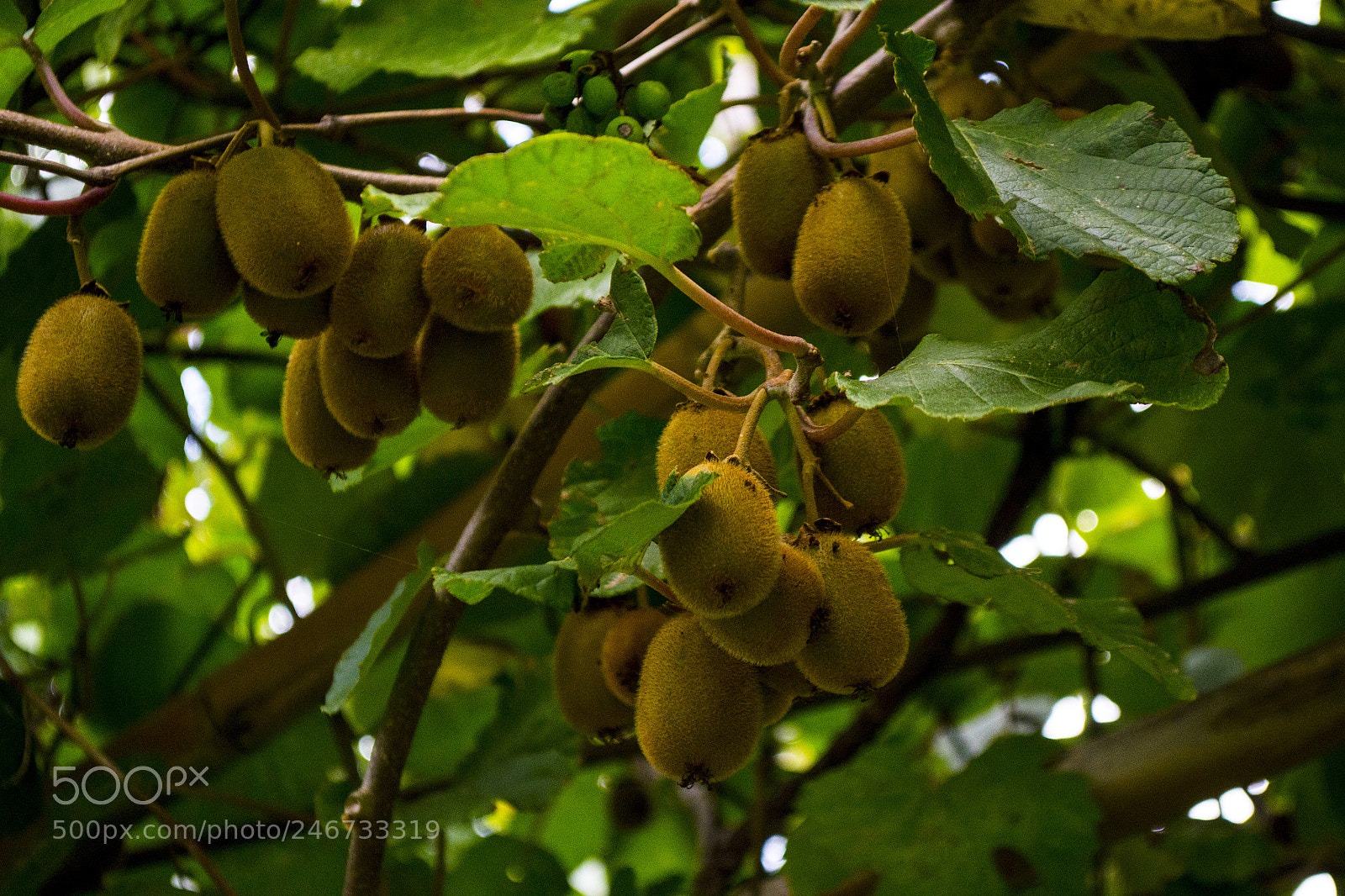 Nikon D3100 sample photo. Guria photography