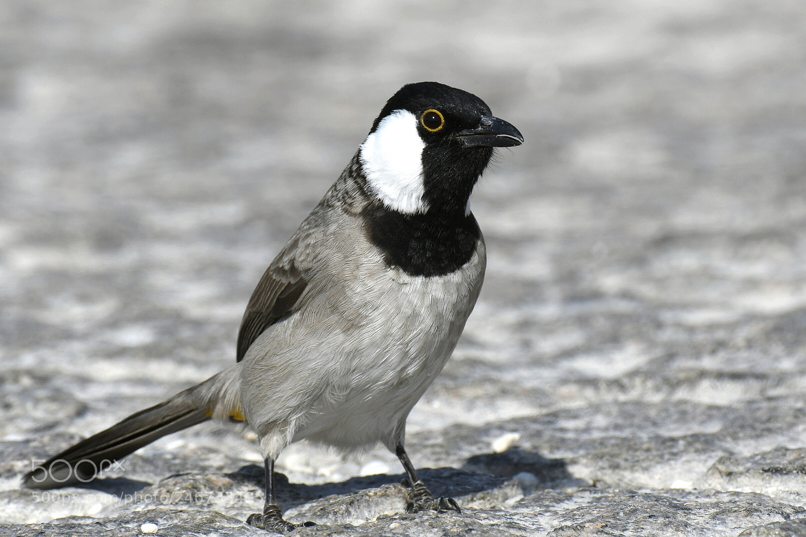 Nikon AF-S Nikkor 200-500mm F5.6E ED VR sample photo. White-eared bulbul photography