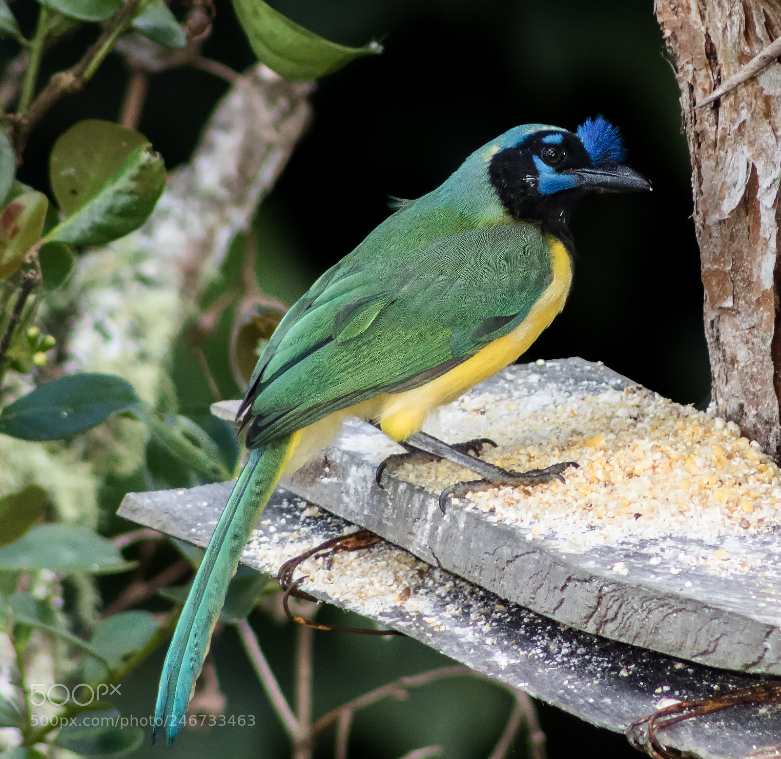 Canon EOS 750D (EOS Rebel T6i / EOS Kiss X8i) sample photo. Green jay is growing photography