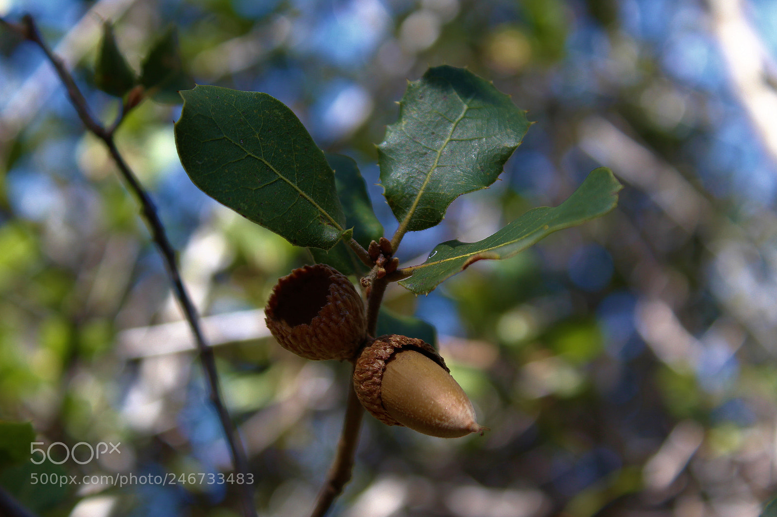 Canon EOS 1300D (EOS Rebel T6 / EOS Kiss X80) sample photo. Acorn photography