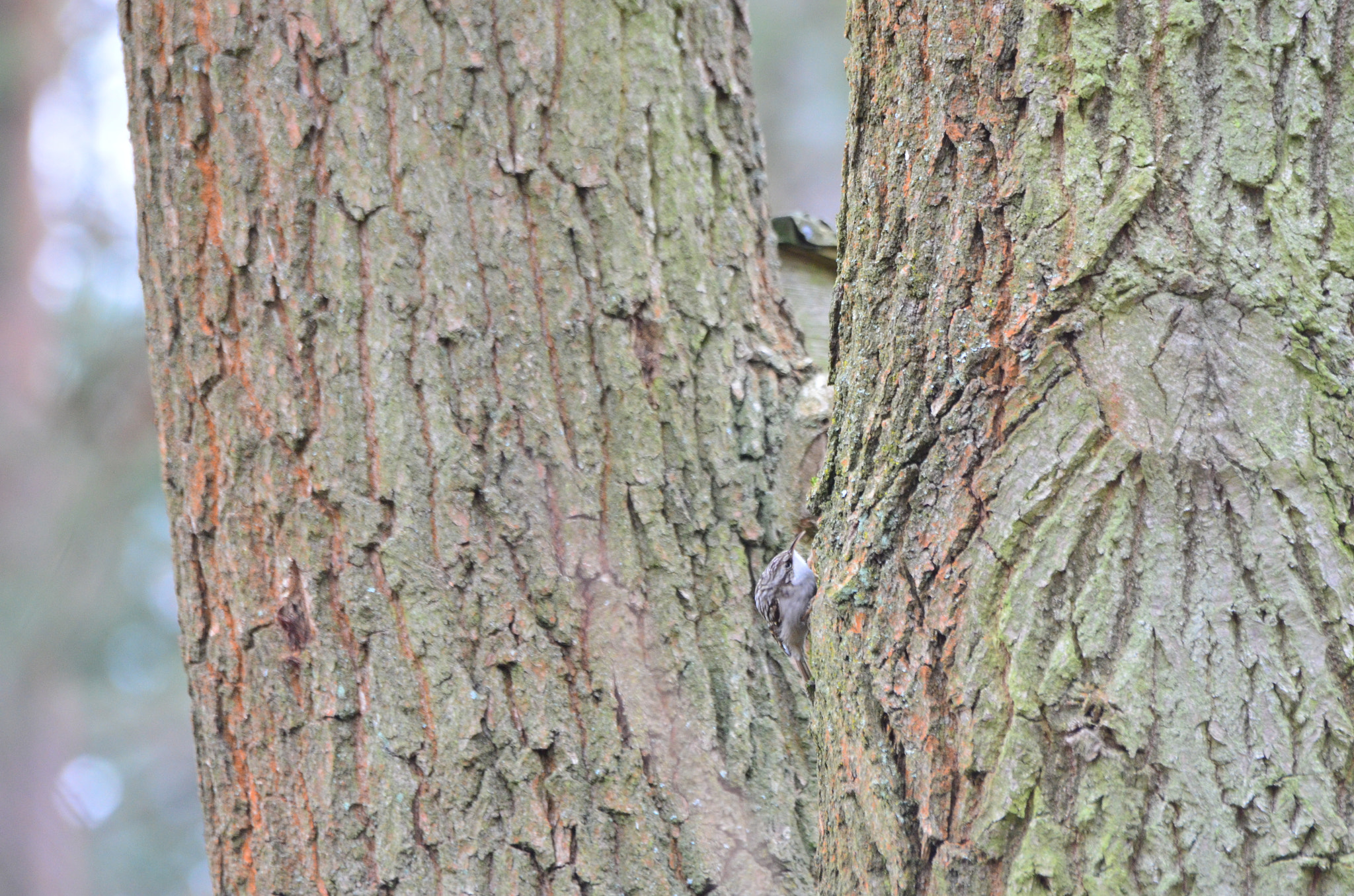 Nikon D5100 + Sigma 70-300mm F4-5.6 APO Macro Super II sample photo. Treecreeper photography