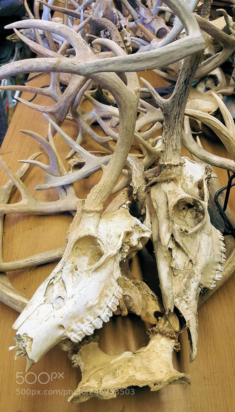 Samsung Galaxy S6 sample photo. Skulls photography