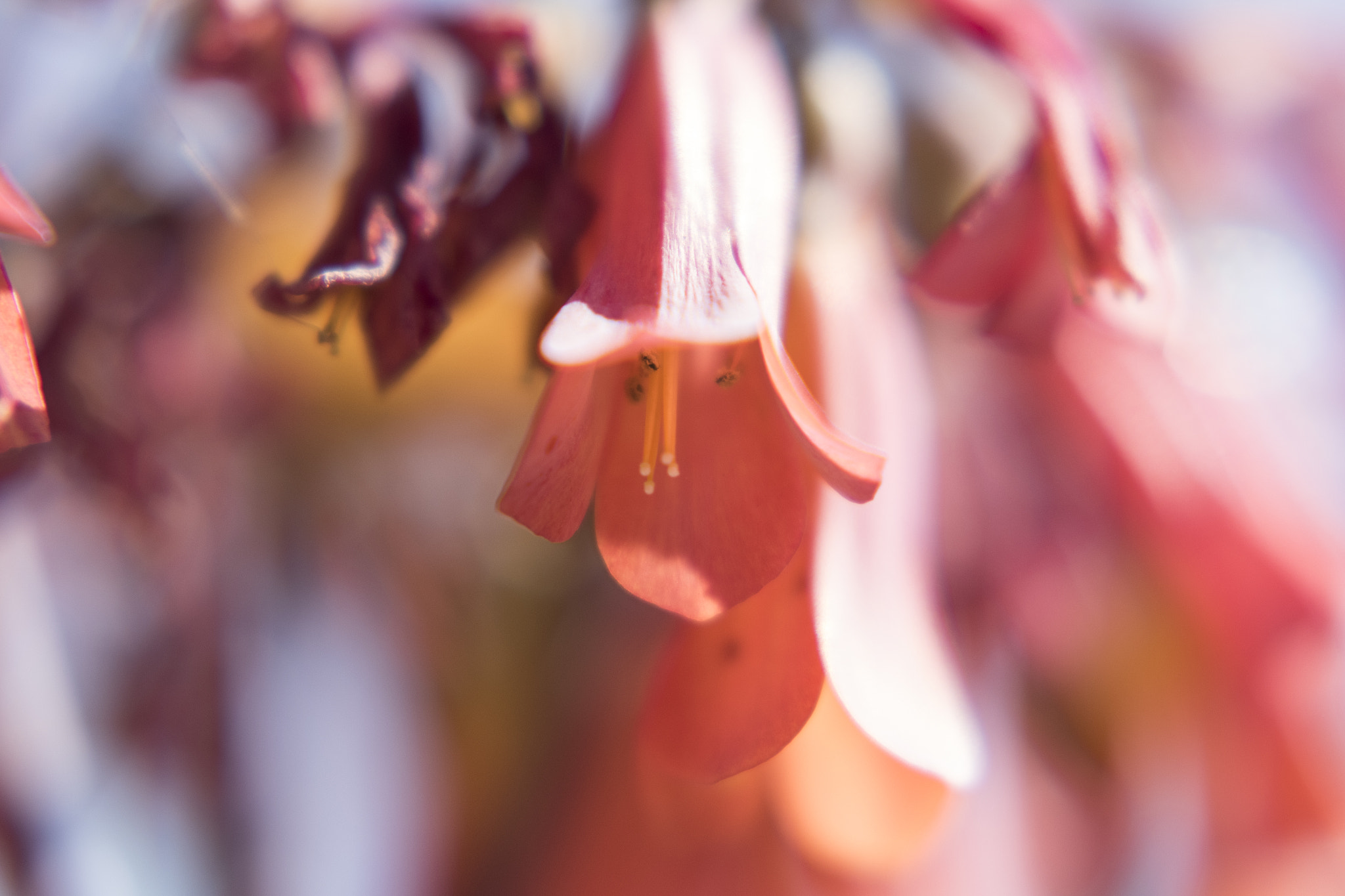 Pentax K-S1 sample photo. Heaven bells photography
