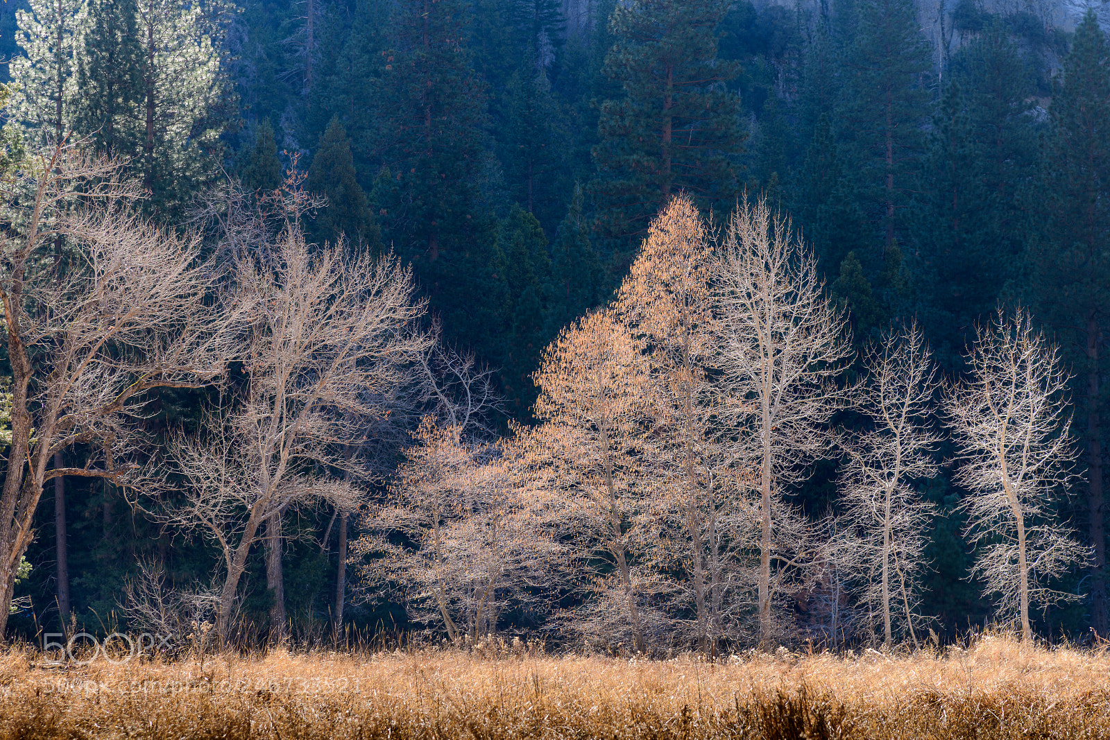 Nikon D850 sample photo. Backlit trees photography
