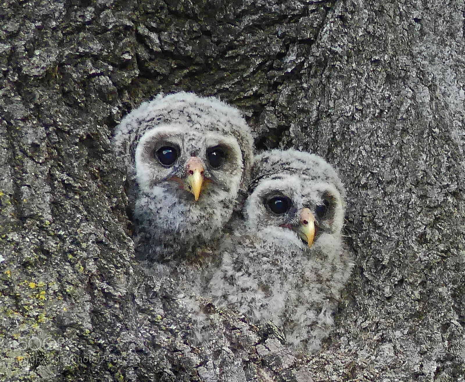 Panasonic Lumix DMC-FZ300 sample photo. Barred owls photography