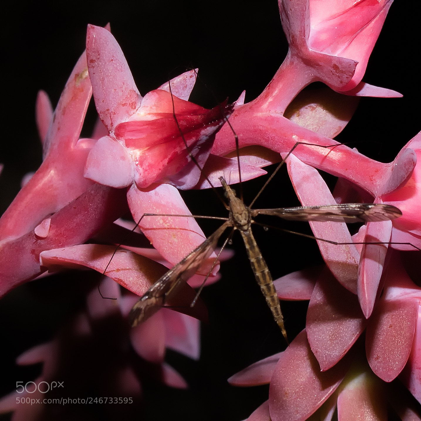 Canon EOS 750D (EOS Rebel T6i / EOS Kiss X8i) sample photo. Creatures of the night photography