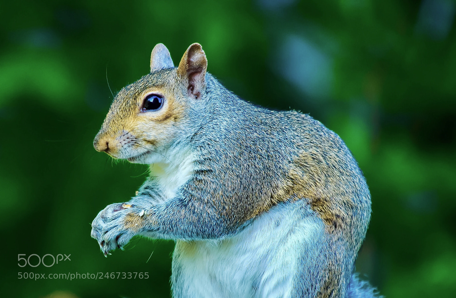 Canon EOS 600D (Rebel EOS T3i / EOS Kiss X5) sample photo. Squirrel photography