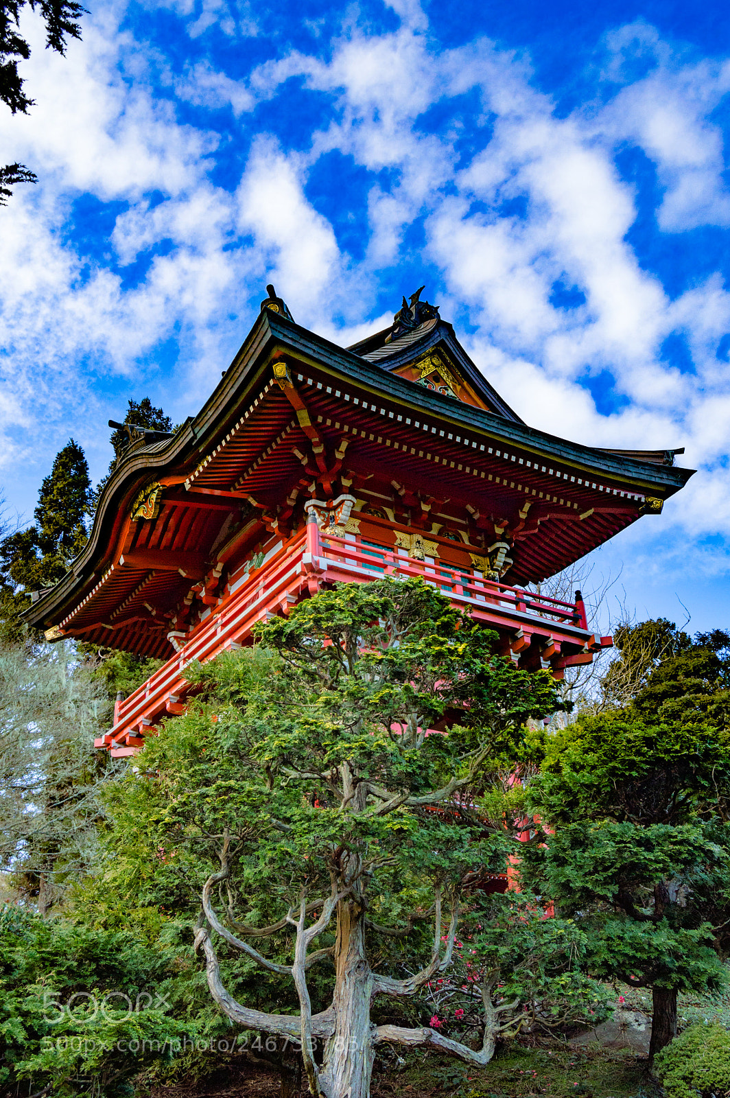 Nikon D3200 sample photo. Japanese tea garden photography
