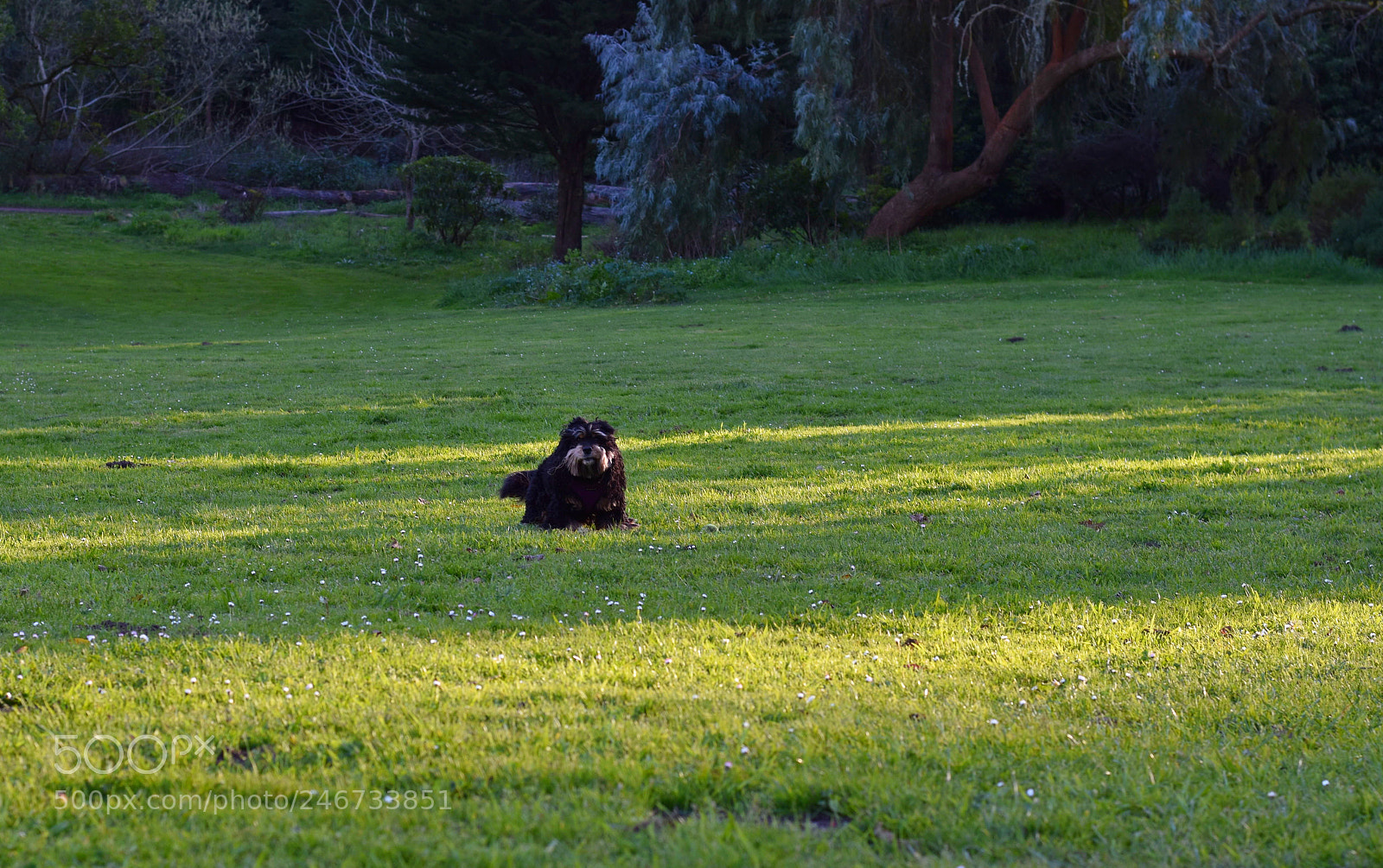 Nikon D5600 sample photo. Happy dog photography