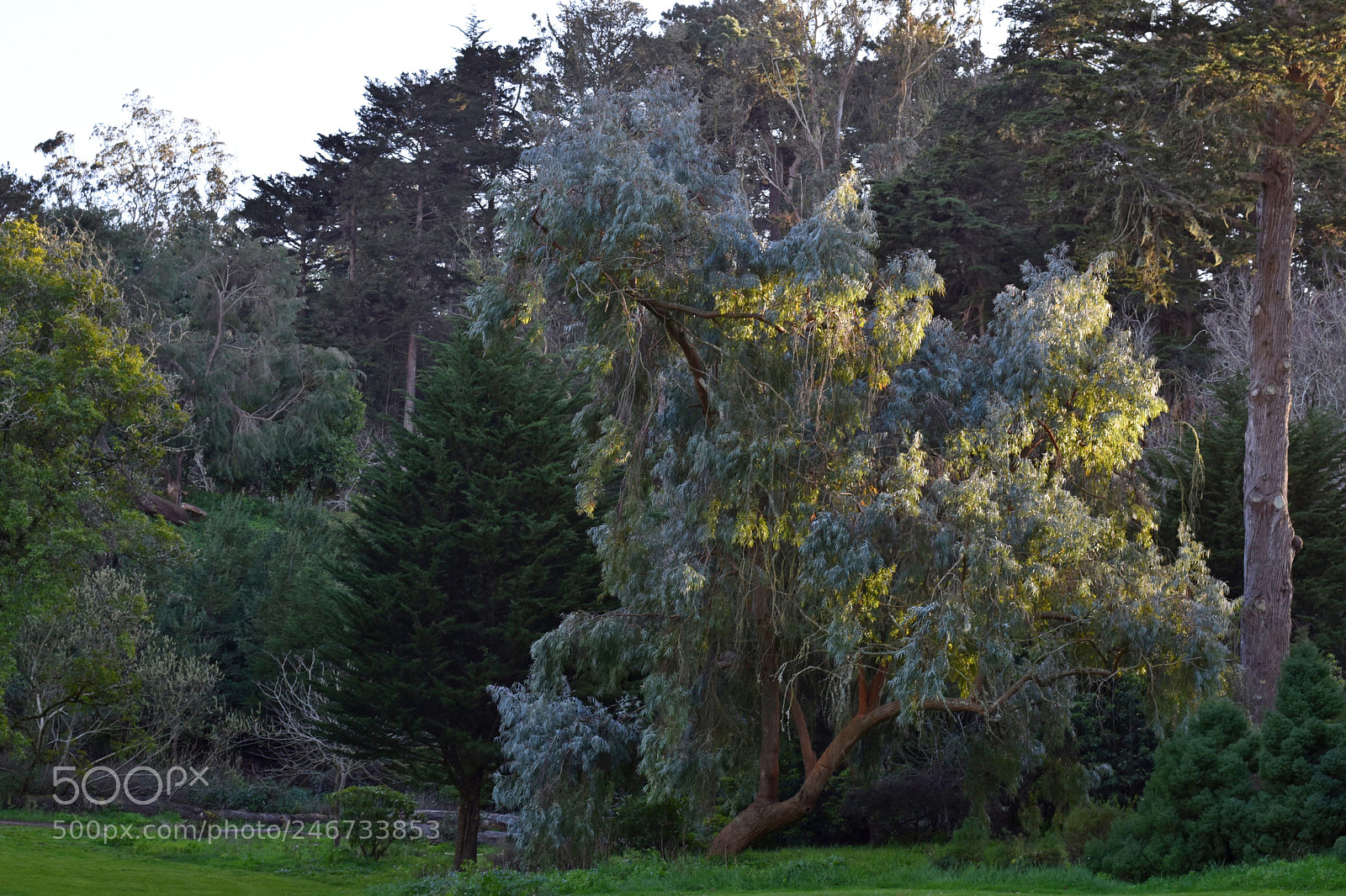 Nikon D5600 sample photo. Sun over tree photography