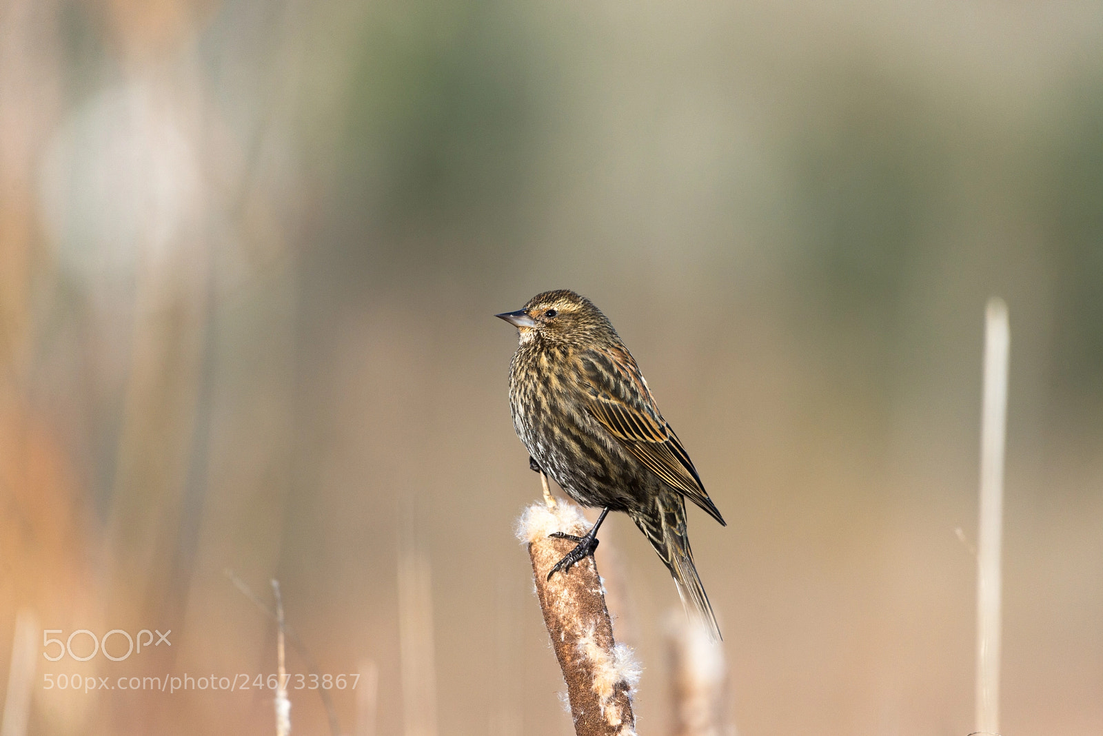 Nikon D610 sample photo. Female redwinged blackbird photography