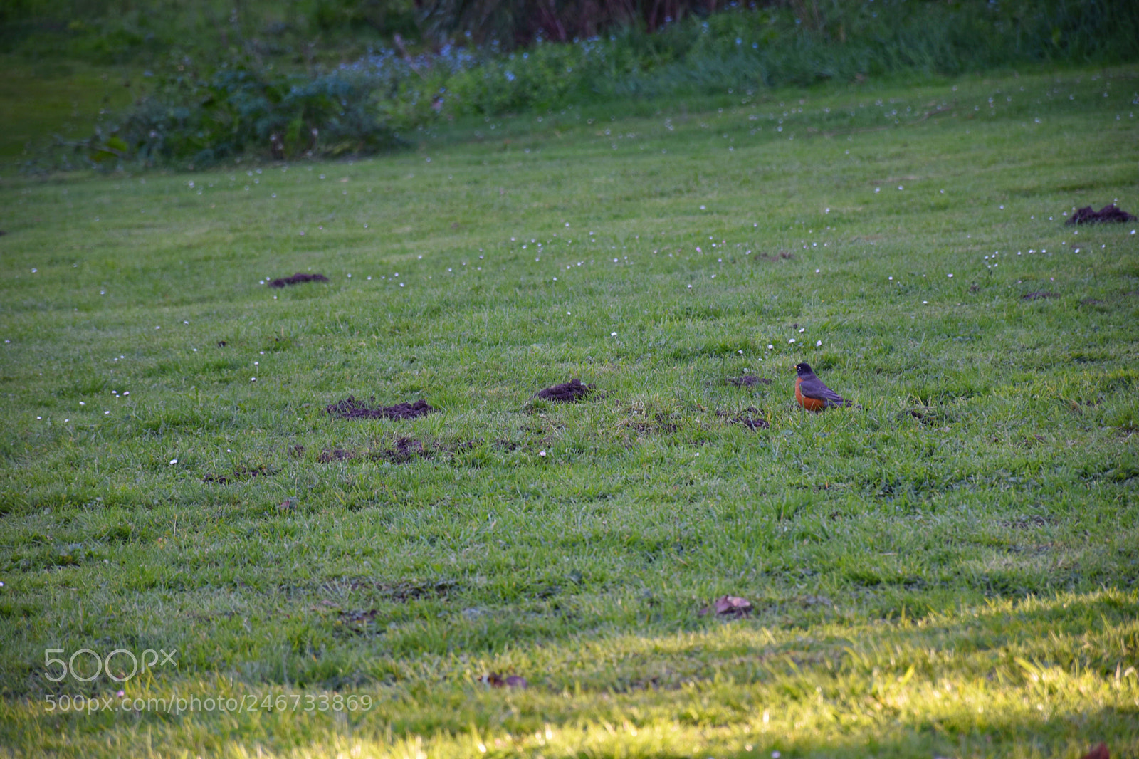 Nikon D5600 sample photo. Exploring bird photography