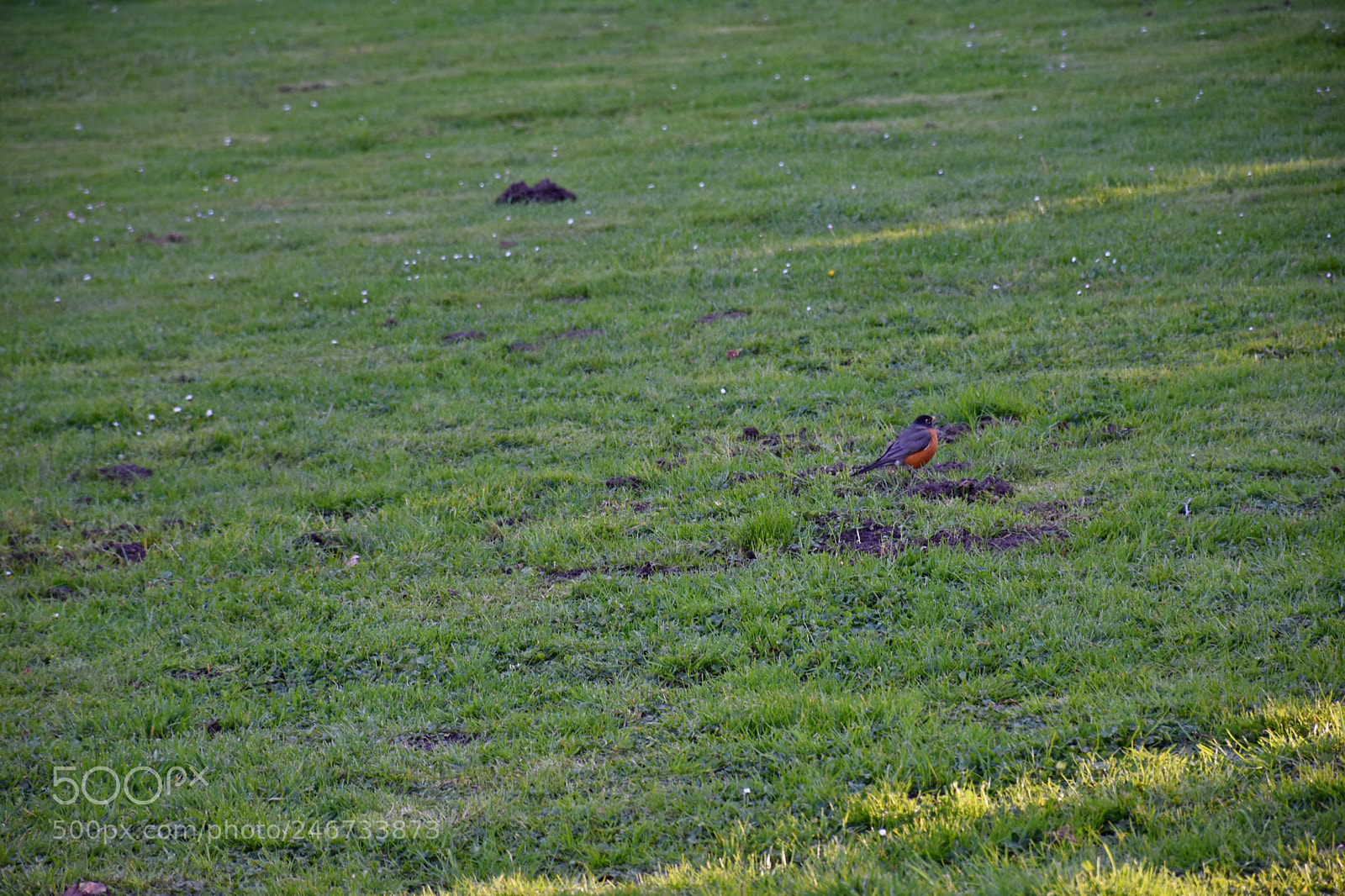 Nikon D5600 sample photo. Exploring bird photography