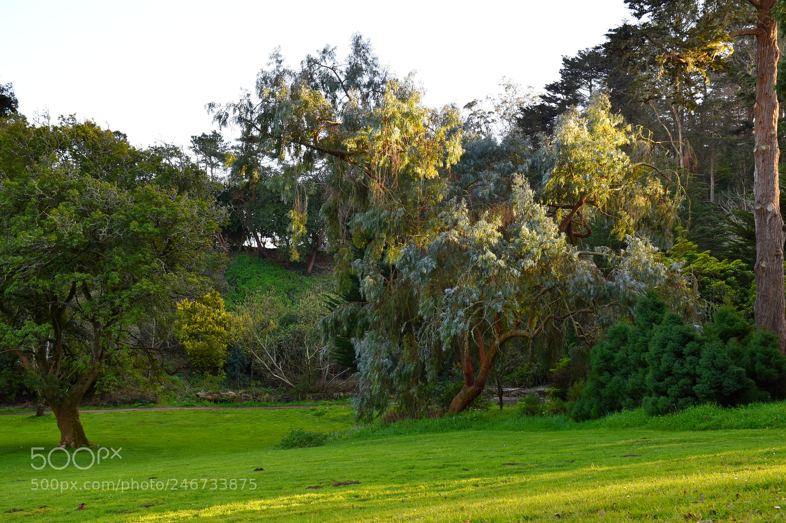 Nikon D5600 sample photo. Golden tree photography