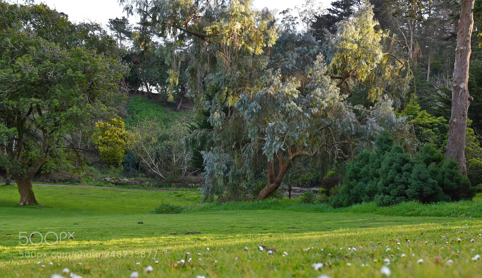 Nikon D5600 sample photo. Golden tree photography