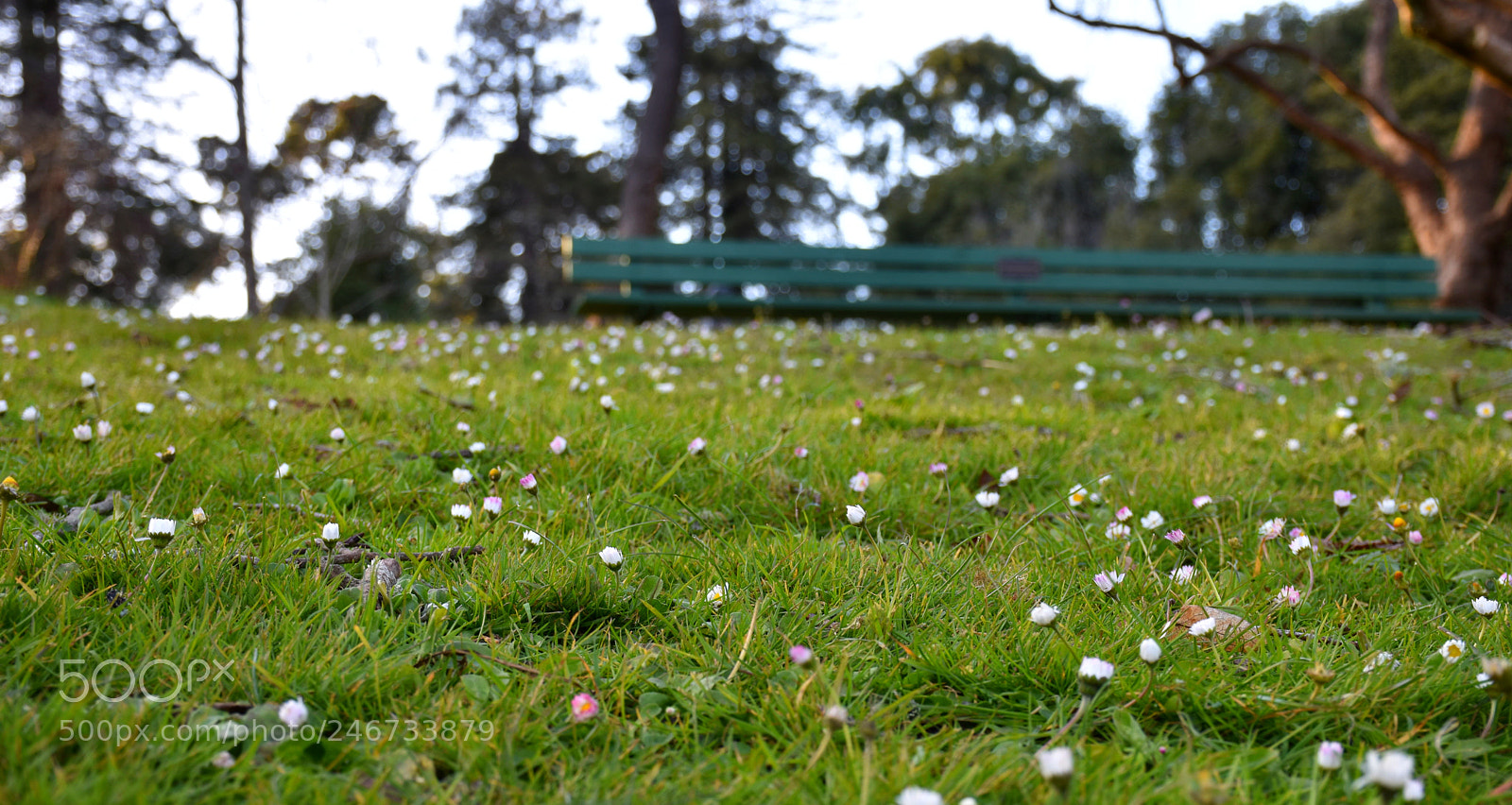 Nikon D5600 sample photo. Daisies and bench photography