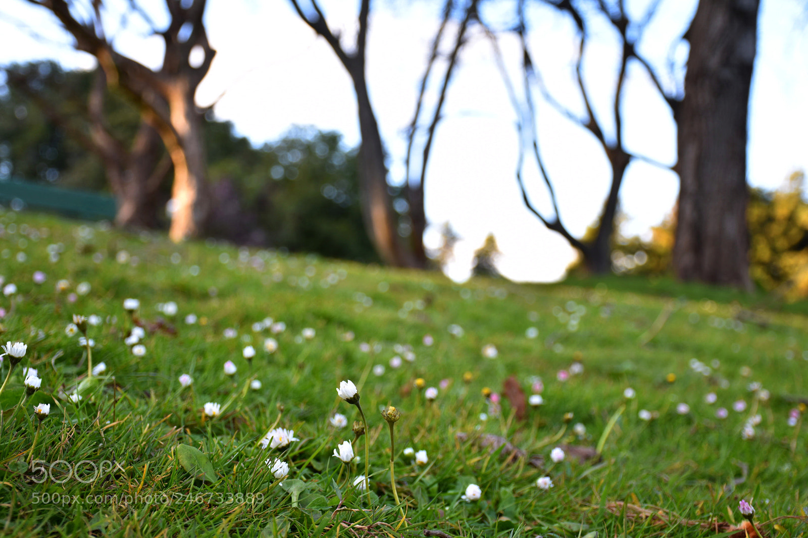 Nikon D5600 sample photo. Daisies in the afternoon photography