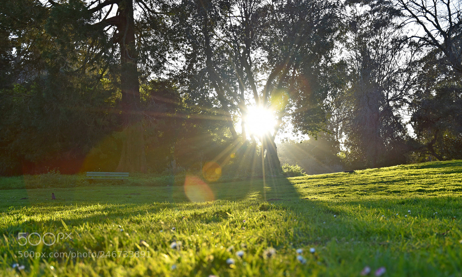 Nikon D5600 sample photo. Bright sunshine photography