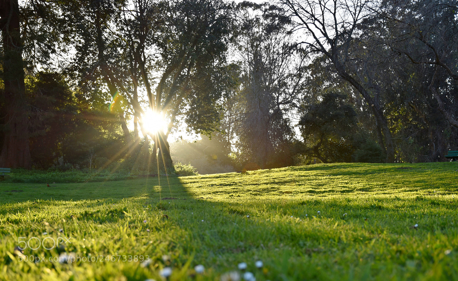 Nikon D5600 sample photo. Bright sunshine photography