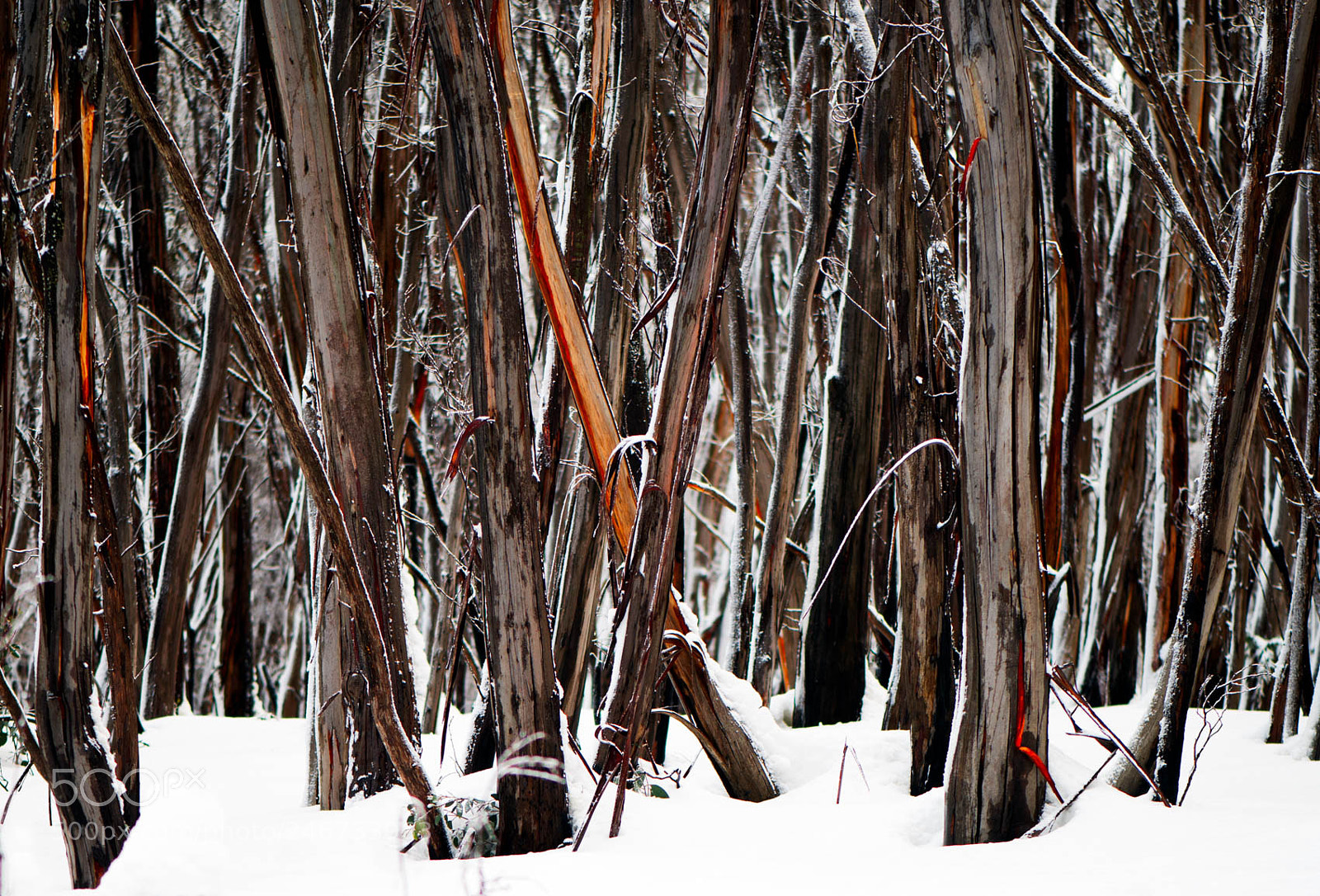 Nikon D200 sample photo. Snow covered australian forest. photography