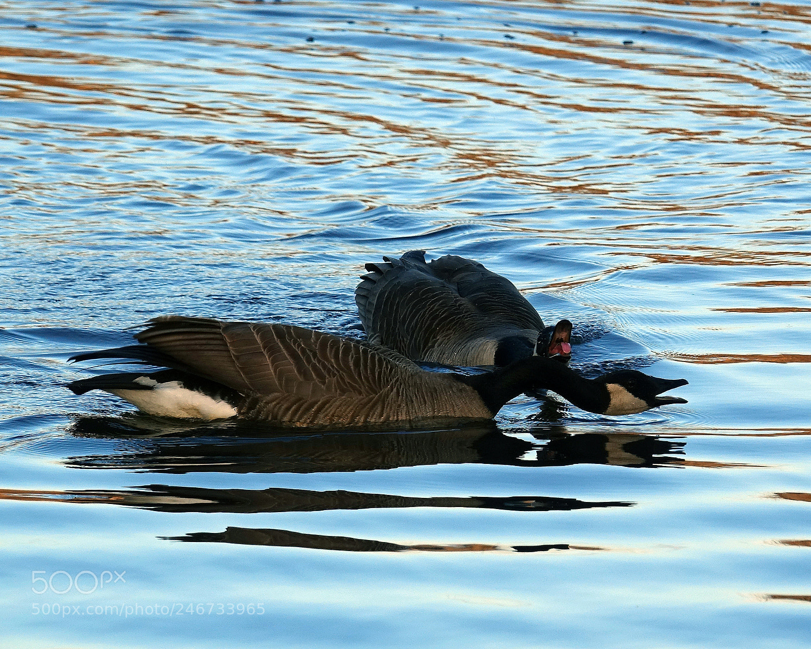 Sony Cyber-shot DSC-RX10 III sample photo. Canada goose serie 3 photography