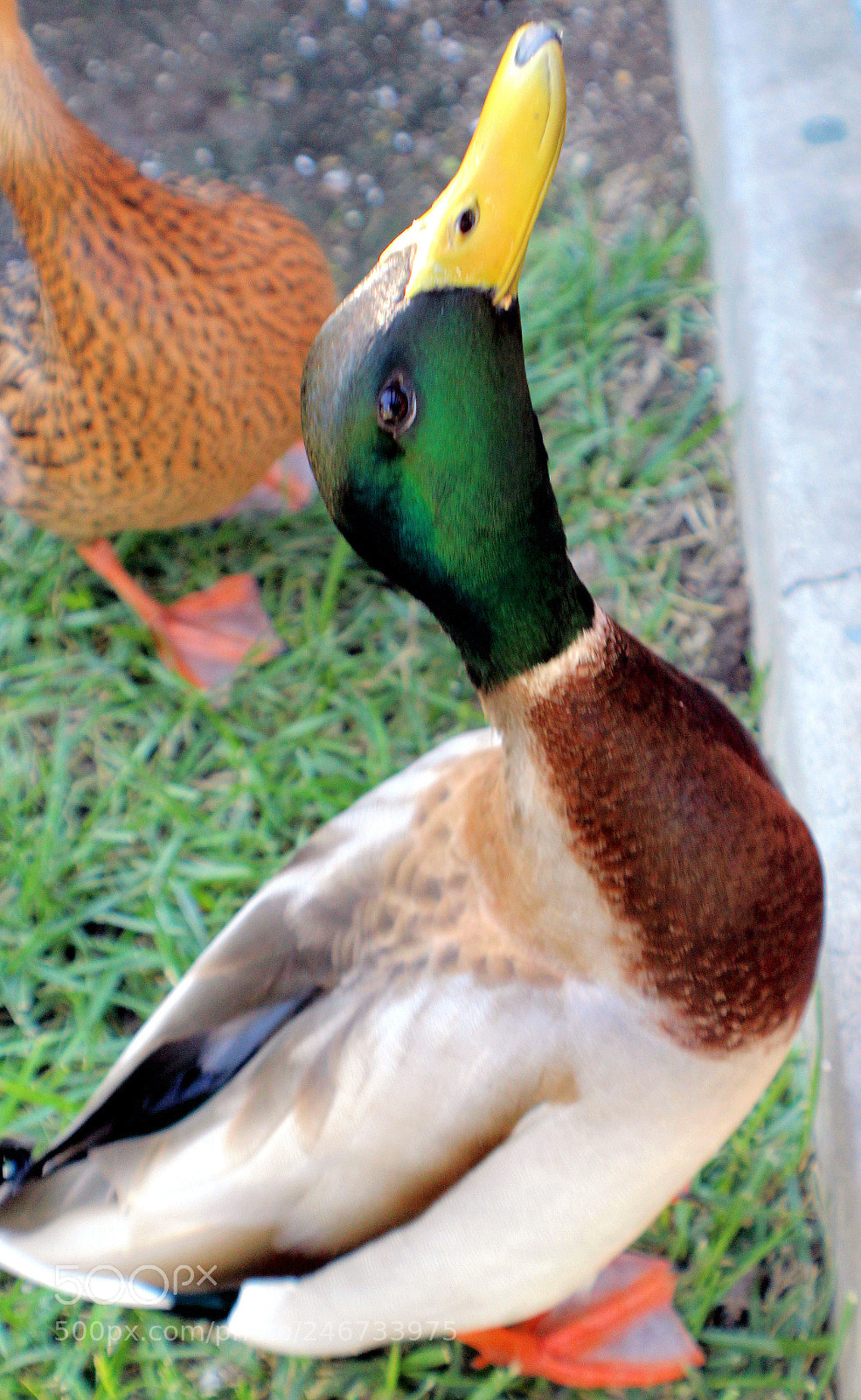 Canon EOS 1200D (EOS Rebel T5 / EOS Kiss X70 / EOS Hi) sample photo. Duck photography