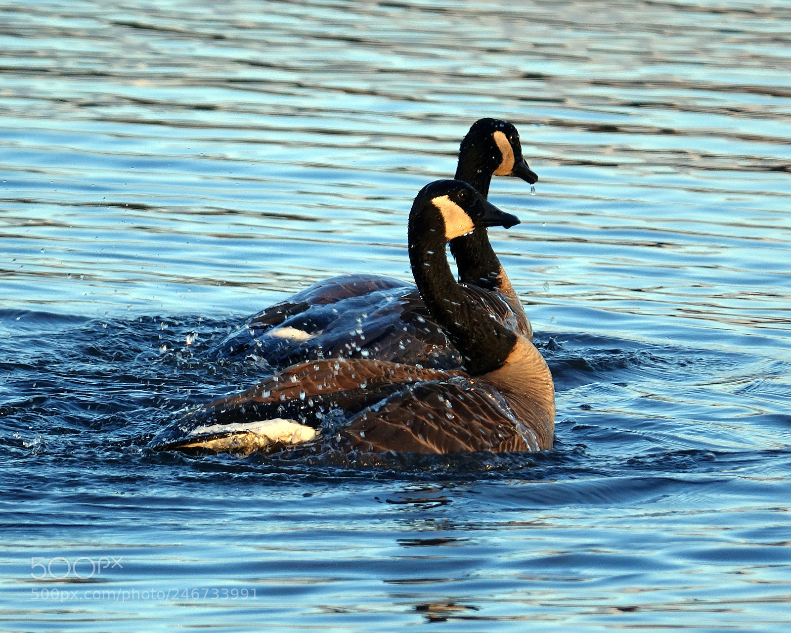 Sony Cyber-shot DSC-RX10 III sample photo. Canada goose serie 4 photography