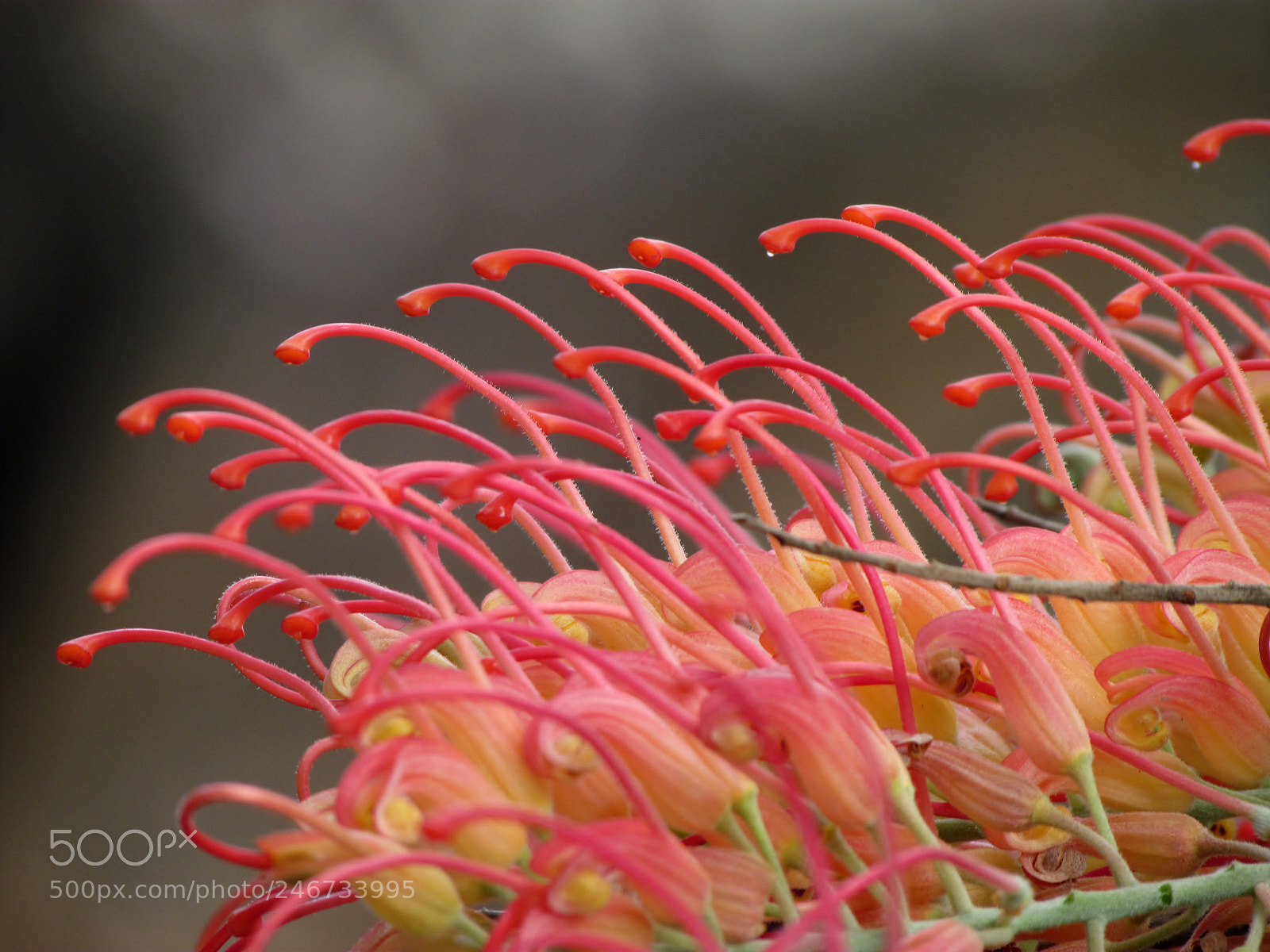 Canon PowerShot SX30 IS sample photo. Pink grevillea photography